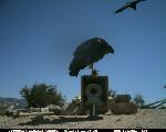 Image from CondorCam 08/13/06