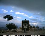 CondorCam Image 10/05