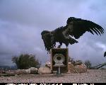 CondorCam Image 10/05