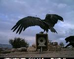 CondorCam Image 09/30/06
