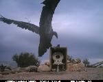 CondorCam Image 09/14/06