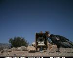 CondorCam Image 09/10/06