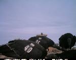 Pinnacles CondorCam Image