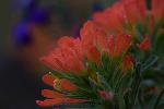 Paintbrush