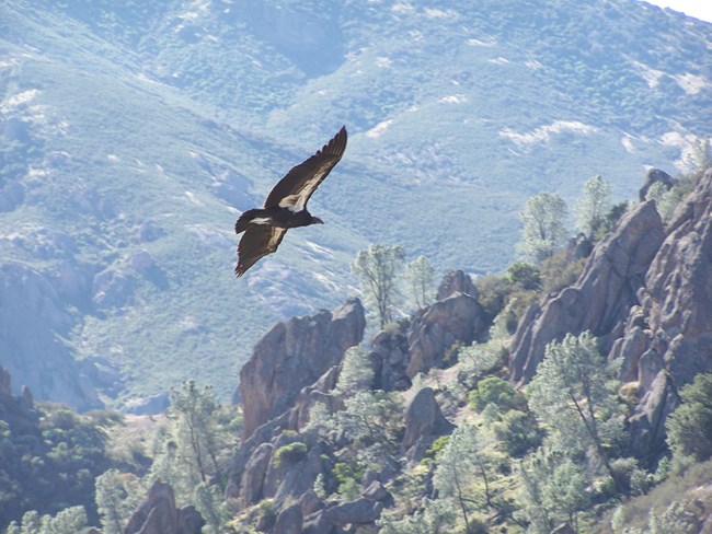 California condor over the High Peaks