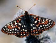 Edith's checkerspot butterfly.