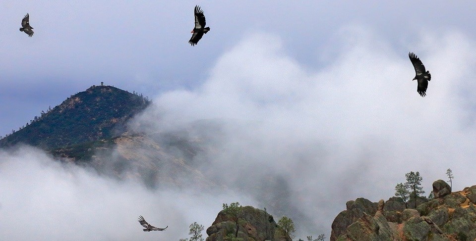 Condors flying in the mist.