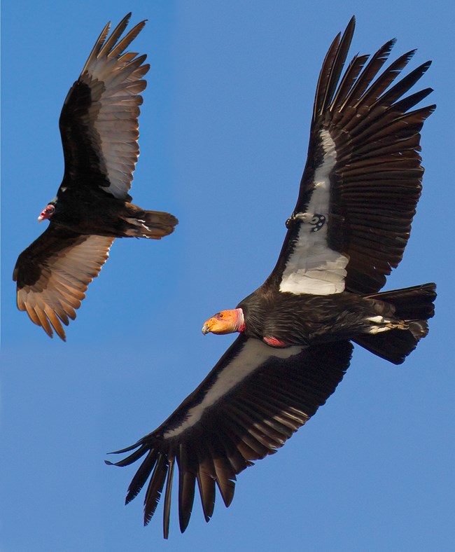 Condor and turkey vulture flight comparison