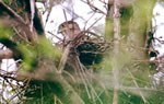 Cooper's hawk nest