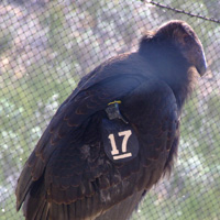 Condor 417 in the flight pen at Pinnacles National Monument
