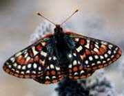 Edith's checkerspot butterfly.