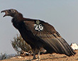 condor 626