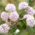 Buck brush, also known as ceanothus