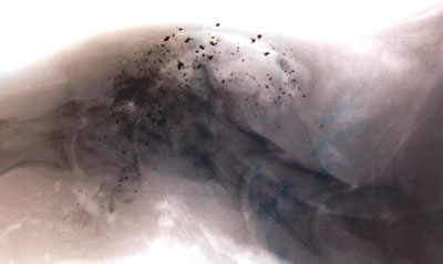 X-ray of deer neck showing dark fragments along spine