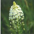 Fremont's star lily