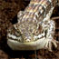 Southern alligator lizard
