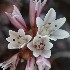 Pinnacles onion