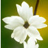 Woodland star