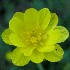 California buttercup