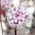 Pinnacles buckwheat