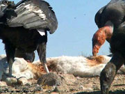 California condors feed on a carcass.