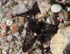 Euproserpinus phaeton at Pinnacles, 18 Mar 2004
