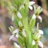 Rein orchid