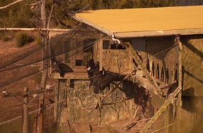 The flight pen at Pinnacles National Monument on the morning of the release