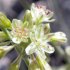 Rock buckwheat