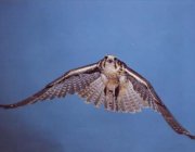 Prairie falcon