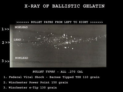 X-ray of ballistic gel showing white fragments along the lead bullet path, while the non-lead bullet path is clear