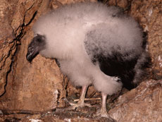 A turkey vulture chick