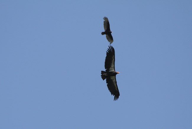 Turkey Vulture and California Condor flying