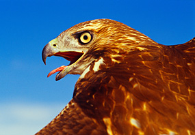 Red-tailed hawk fledging