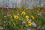 Prairie Wildflowers