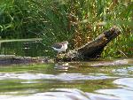 Spotted Sandpiper