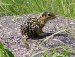 Thirteen-Lined Ground Squirrel
