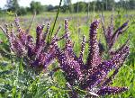 Leadplant