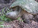 Snapping Turtle