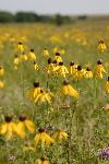 Yellow Prairie Coneflowers
