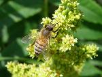 Honeybee on Sumac
