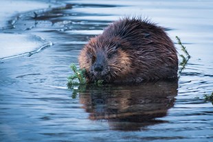 Beaver swimming in water with vegetation