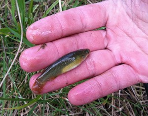 Plains Topminnow in the palm of a hand
