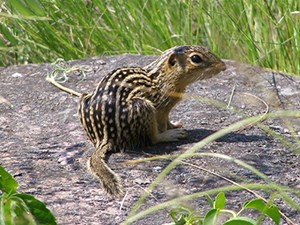 Thirteen-Lined Ground Squirrel sitting on a rock