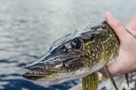 Northern Pike close-up