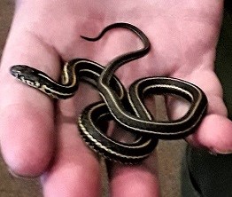 Biologist holding a small male garter snake
