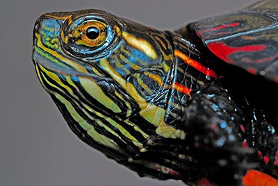 head of the western painted turtle