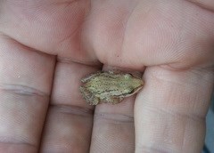 A tiny chorus frog in someone's hand