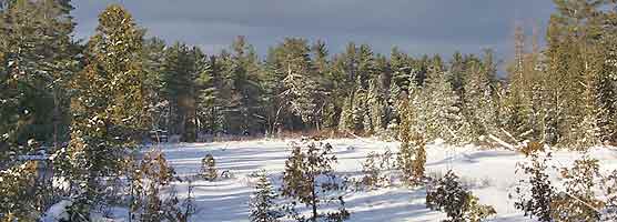 Winter graces this wetland in peaceful white.