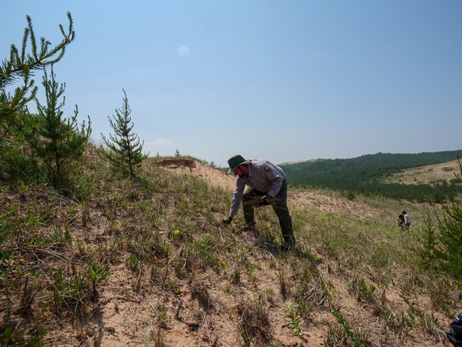 A biologist weeds in sand dunes to protect the Pitcher's thistle